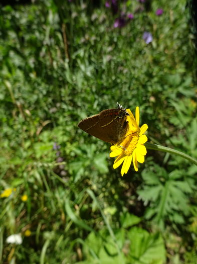 DSC09270 - Satyrium ilicis