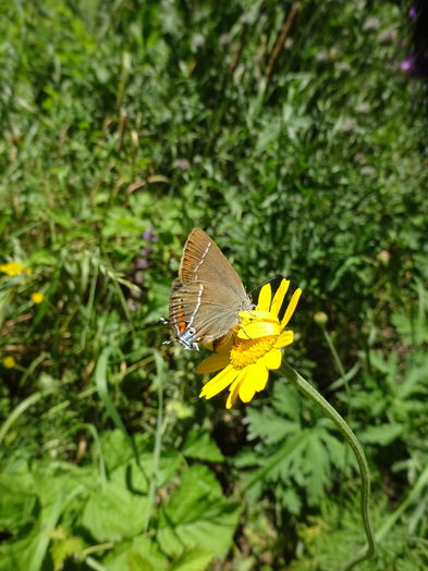 DSC09271 - Satyrium ilicis