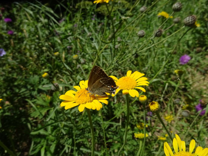 DSC09272 - Satyrium ilicis