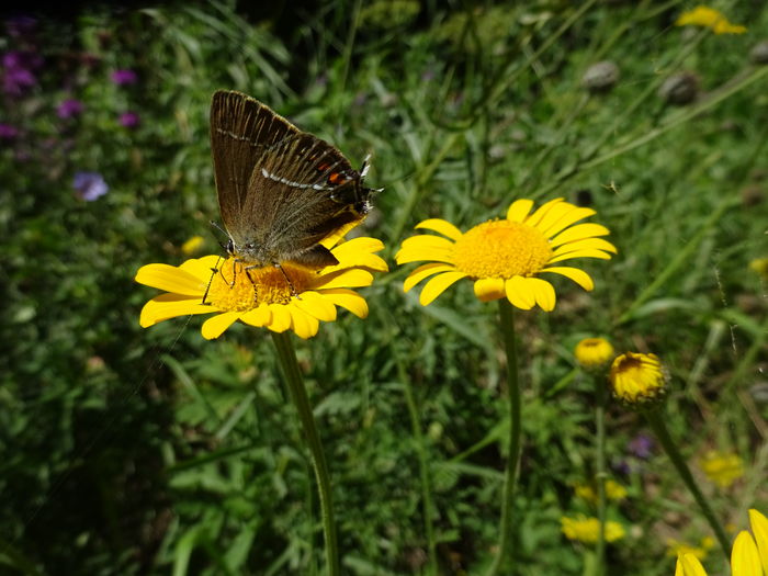 Satyrium ilicis - Satyrium ilicis