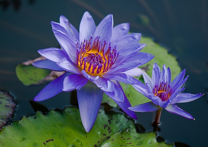1197790-e7f4de0b-f54c-492e-8f5e-7152957c4568 - flori