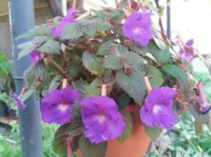 107361404_CFLTDRD3 - achimenes