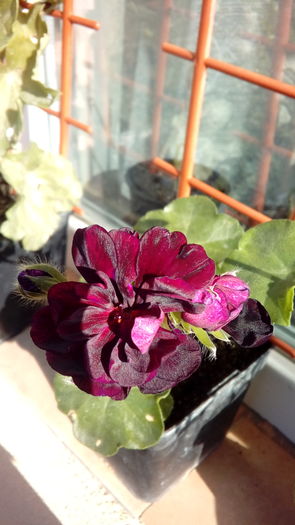 14703215100791601224389 - Muscate si alte plante