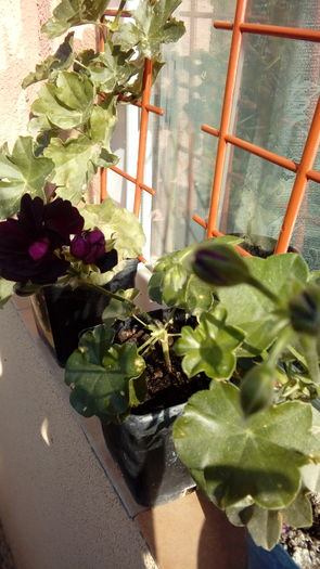 14703215245121568394007 - Muscate si alte plante