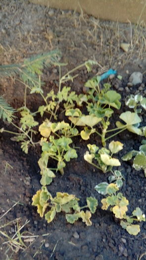 1470321540269256631757 - Muscate si alte plante