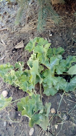 1470321555452366483718 - Muscate si alte plante