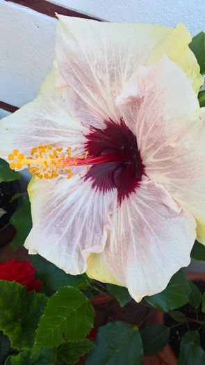 WP_20160804_17_16_43_Pro - Hibiscus My Way