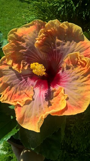 WP_20160804_11_29_21_Pro - Hibiscus Jolanda Gommer