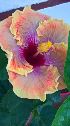 WP_20160804_17_16_30_Pro - Hibiscus Jolanda Gommer