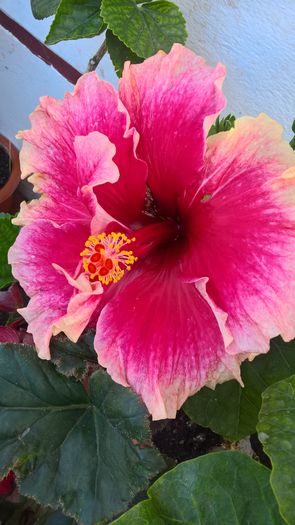 WP_20160804_17_16_37_Pro