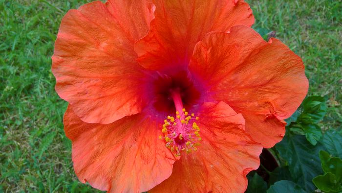 WP_20160803_17_04_16_Pro - Hibiscus Isabella