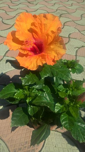 WP_20160804_11_26_12_Pro - Hibiscus Isabella