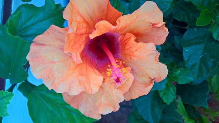 WP_20160804_17_17_00_Pro - Hibiscus Isabella