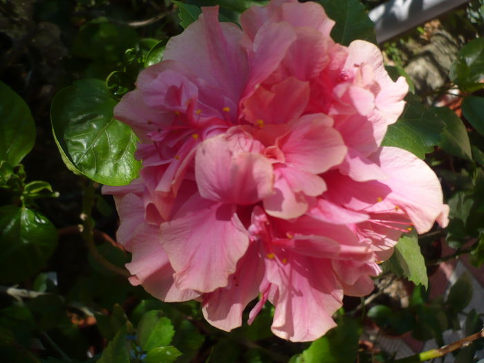 P1280765 - HIBISCUSI 2016-4