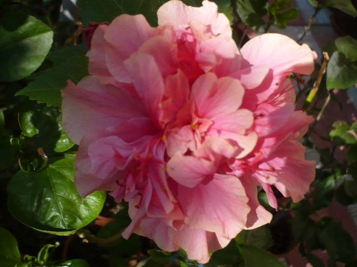 P1280766 - HIBISCUSI 2016-4