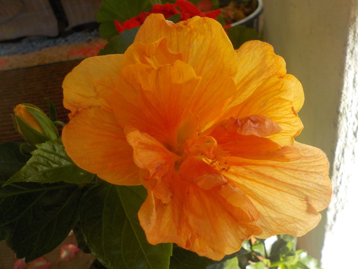 DSCN1195[1] - hibii mei