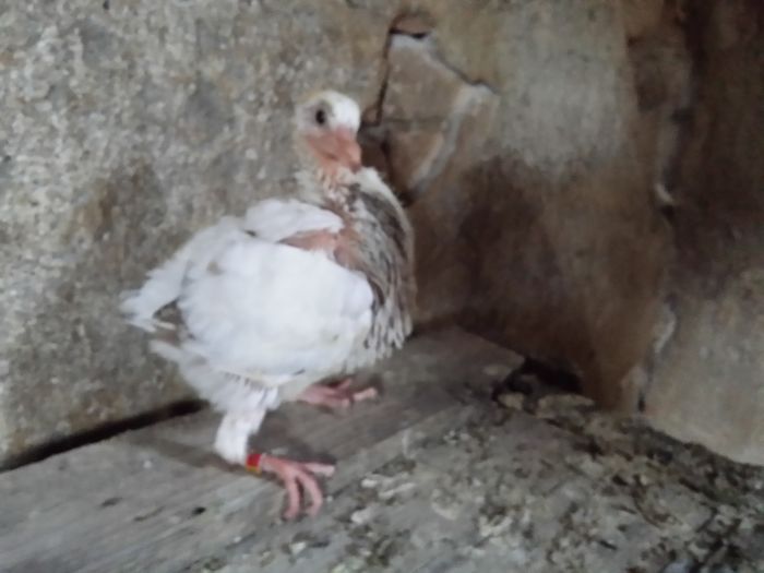 20160704_112542 - PORUMBEI