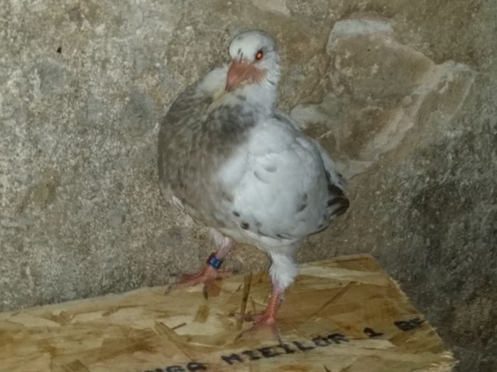 20160708_110638 - PORUMBEI