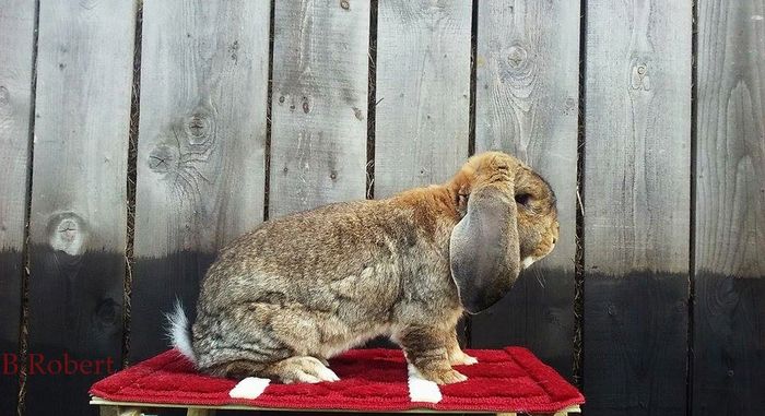 13933087_1201562726540965_903631908_n