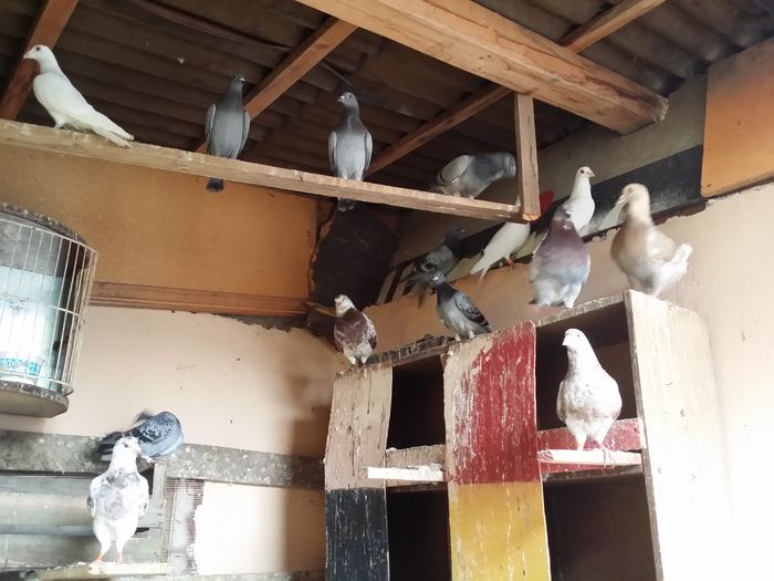 20160730_081741 - PORUMBEI