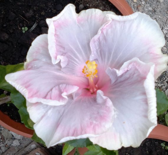 tahitian pink princess - Hibiscus