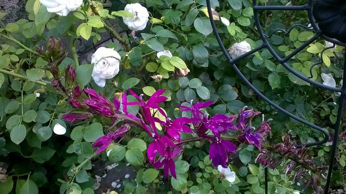WP_20160803_002 - Phlox si alte perene