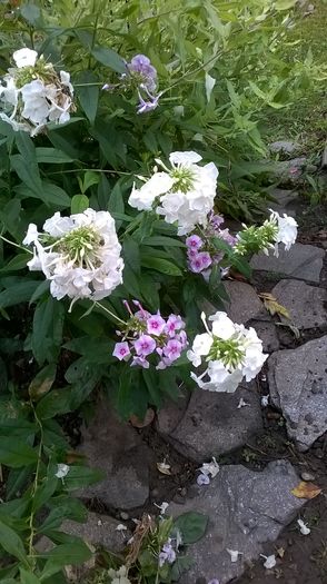 WP_20160803_034 - Phlox si alte perene