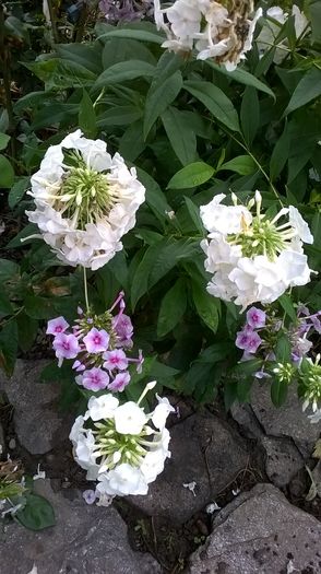 WP_20160803_035 - Phlox si alte perene