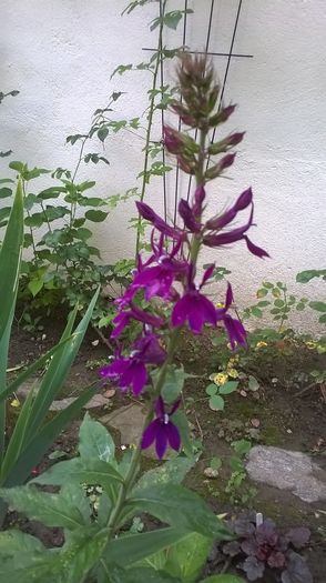 WP_20160803_050 - Phlox si alte perene