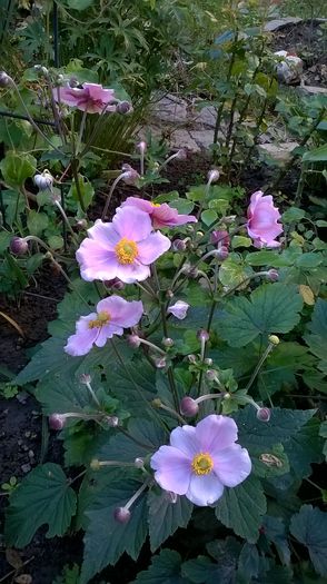 WP_20160804_038 - Phlox si alte perene