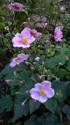 WP_20160804_039 - Phlox si alte perene
