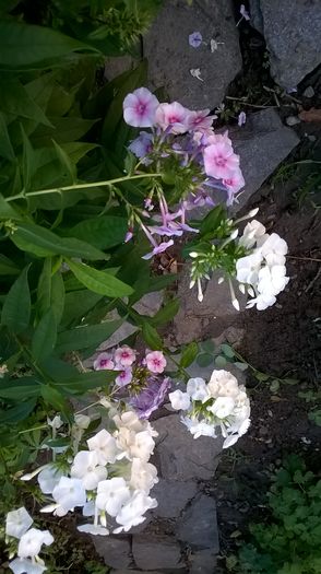 WP_20160804_044 - Phlox si alte perene