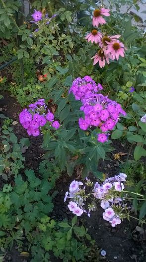 WP_20160804_045 - Phlox si alte perene