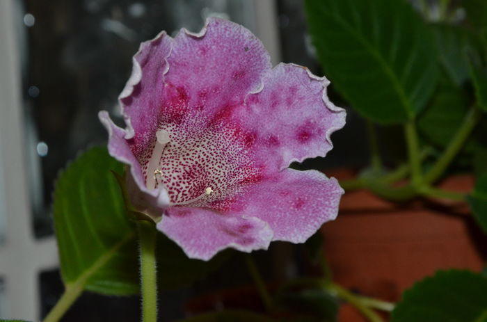 Sliper Tigrina Purple