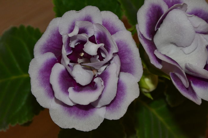 DSC_7564 - Gloxinii 2016