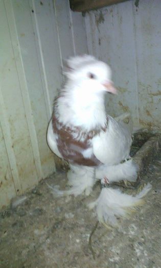 13884547_1018033608314419_988625152_n