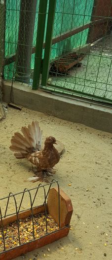 Fem2016 Voltat Indian.Dnu.Horea.Loc.Tasnad.Jud.Satu Mare