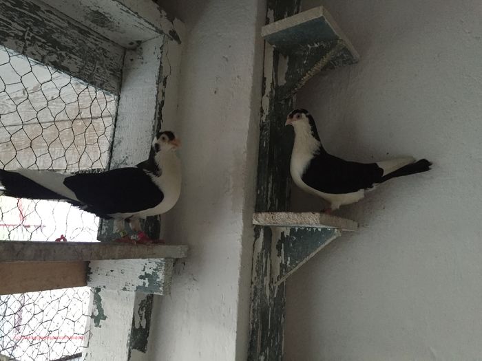 image; Un cuplu luat la joc mascul 2015 femela 2014
