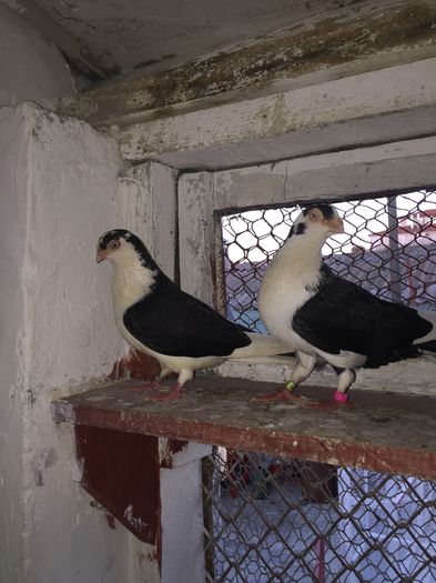 image; Un cuplu de milioane
