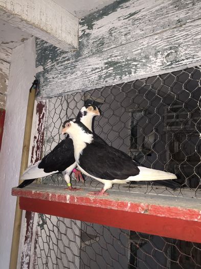 image; Un cuplu de milioane
