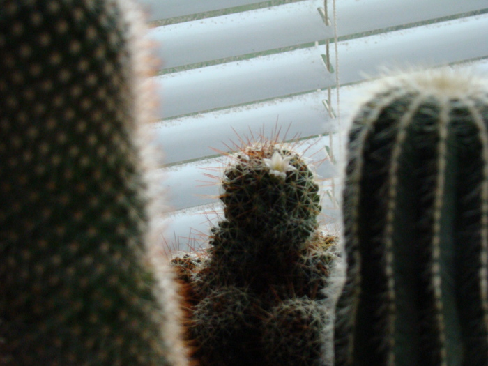 Dolicothele - cactusi