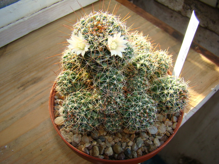 Dolichotele - cactusi