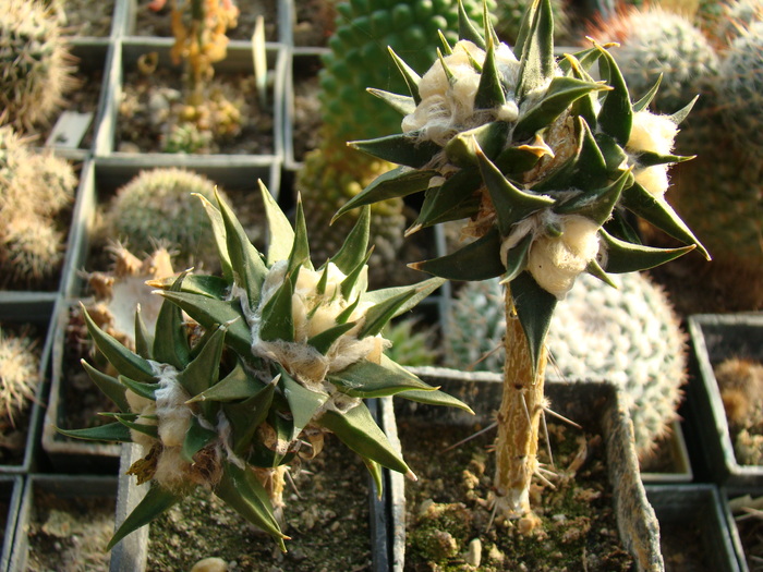 Ariocarpus - cactusi