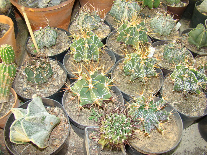 Astrophitum - cactusi