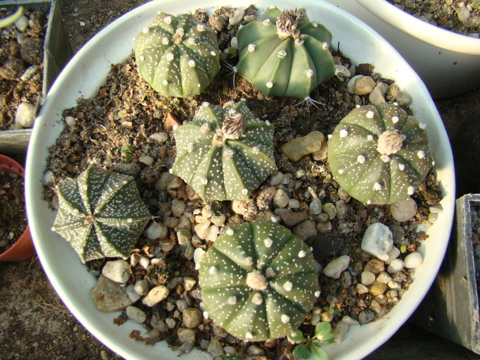 astrophitum - cactusi