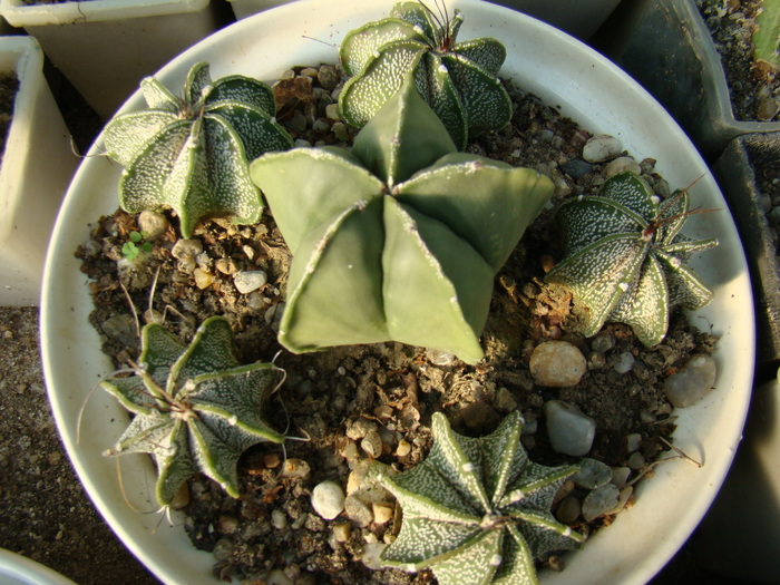 Astrophitum - cactusi
