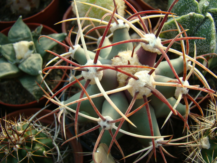 Hemalocephala Taxensis - cactusi