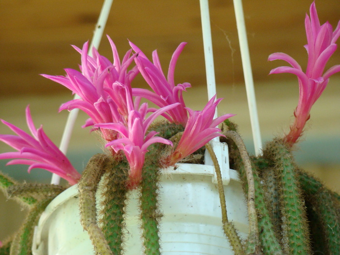 Aporocactus - cactusi