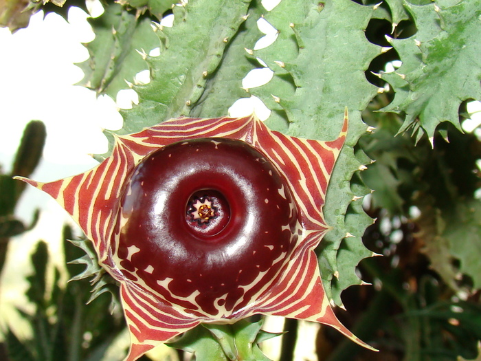 Huernia Zebrina - cactusi