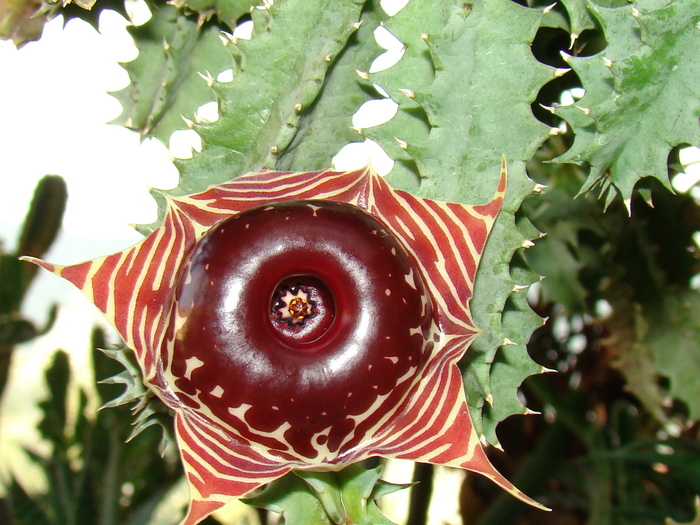 Huernia Zebrina